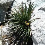 Senecio comosus habit picture by Fabien Anthelme (cc-by-sa)