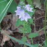 Veronica orsiniana flower picture by florence molinari (cc-by-sa)