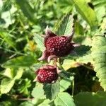 Comarum palustre fruit picture by Kolla Jonsdottir (cc-by-sa)