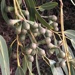 Eucalyptus globulus fruit picture by Nathan Torres (cc-by-sa)