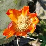 Opuntia quimilo flower picture by Trap Hers (cc-by-sa)