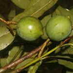 Calophyllum brasiliense fruit picture by Nelson Zamora Villalobos (cc-by-nc)