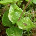 Neottia cordata habit picture by Yoan MARTIN (cc-by-sa)