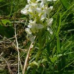 Platanthera chlorantha habit picture by Jean-Francois Julien (cc-by-sa)