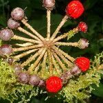 Marcgravia nepenthoides fruit picture by Nelson Zamora Villalobos (cc-by-nc)