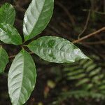 Neea psychotrioides leaf picture by Nelson Zamora Villalobos (cc-by-nc)