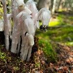 Monotropa uniflora flower picture by mathieu bergeron (cc-by-sa)