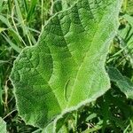 Cucumis engleri leaf picture by susan brown (cc-by-sa)