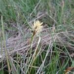 Carex colchica flower picture by chonndorf volker (cc-by-sa)