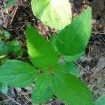 Acalypha virginica leaf picture by t d (cc-by-sa)