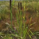 Typha latifolia habit picture by Tomaž Jančar (cc-by-sa)