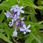 Pentanisia ouranogyne flower picture by susan brown (cc-by-sa)