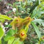 Cistus populifolius fruit picture by Prieta Javier (cc-by-sa)