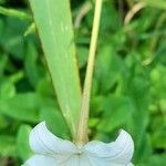 Nicotiana longiflora flower picture by Trap Hers (cc-by-sa)