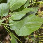 Bidens reptans leaf picture by Nelson Zamora Villalobos (cc-by-nc)