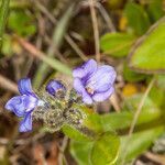 Veronica bellidioides flower picture by Martin Bishop (cc-by-sa)