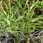 Silene ciliata habit picture by Llandrich anna (cc-by-sa)