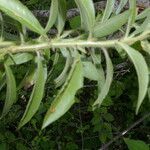 Hydrolea spinosa leaf picture by Nelson Zamora Villalobos (cc-by-nc)