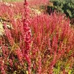 Rumex bucephalophorus habit picture by fabricekx (cc-by-sa)