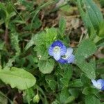 Veronica persica flower picture by Lucile Hubas (cc-by-sa)