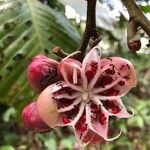 Dillenia suffruticosa fruit picture by Pierre Bonnet (cc-by-sa)