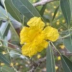 Tabebuia aurea flower picture by Xiomarys Ortiz (cc-by-sa)