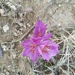 Colchicum bivonae flower picture by anna blume (cc-by-sa)