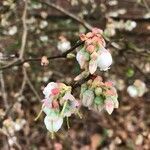 Vaccinium corymbosum flower picture by Rick Snyder (cc-by-sa)