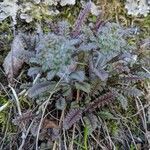 Pedicularis canadensis leaf picture by Urban Kaytlin (cc-by-sa)