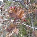 Crataegus laciniata leaf picture by pedro cervera (cc-by-sa)