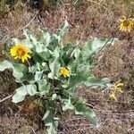 Balsamorhiza sagittata habit picture by Ethan Greer (cc-by-sa)