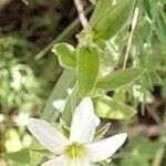 Arenaria catamarcensis leaf picture by Trap Hers (cc-by-sa)