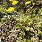 Crepis sancta habit picture by Raffaele (cc-by-sa)