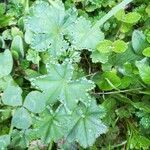 Alchemilla monticola leaf picture by Simone Marco (cc-by-sa)