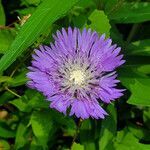 Stokesia laevis flower picture by K O (cc-by-sa)