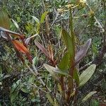 Epidendrum cylindraceum habit picture by Gabriel OLLIVIER (cc-by-sa)