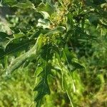 Quercus cerris habit picture by Eric Orsingher (cc-by-sa)