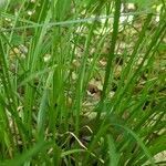 Carex radiata leaf picture by Yvonne Pandke (cc-by-sa)