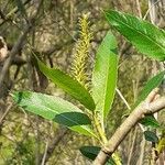 Salix pentandra flower picture by Pietro Brignoli (cc-by-sa)