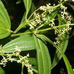 Miconia smaragdina leaf picture by Nelson Zamora Villalobos (cc-by-nc)