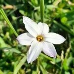 Ipheion uniflorum flower picture by Trap Hers (cc-by-sa)