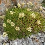 Saxifraga trifurcata flower picture by Pérez Juan Manuel (cc-by-sa)