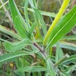 Oenothera affinis leaf picture by Trap Hers (cc-by-sa)