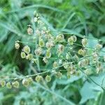 Rumex scutatus fruit picture by Béatrice Escande (cc-by-sa)