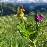 Astragalus frigidus flower picture by Andriesse Jeroen (cc-by-sa)