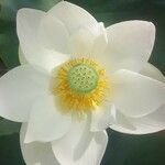 Nelumbo nucifera flower picture by Ceccon Gilmar (cc-by-sa)