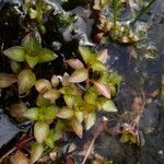 Ludwigia palustris leaf picture by Patrick Nard (cc-by-sa)