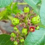 Jatropha excisa fruit picture by Trap Hers (cc-by-sa)