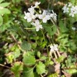 Cardamine trifolia flower picture by Humulus Lupulus (cc-by-sa)