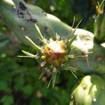 Cylindropuntia imbricata flower picture by el_smokito el_smokito (cc-by-sa)